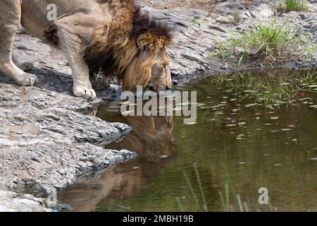 Porträt eines männlichen Löwen mit Kopfspiegelung beim Trinken aus einem Fluss im Kruger-Nationalpark, Südafrika Stockfoto