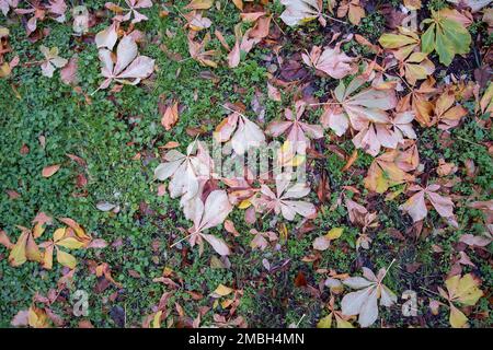 Ein Bett aus trockenen Blättern verschiedener Arten auf nassem Gras, Herbststruktur, Hintergrund der gefallenen Blätter, horizontal Stockfoto