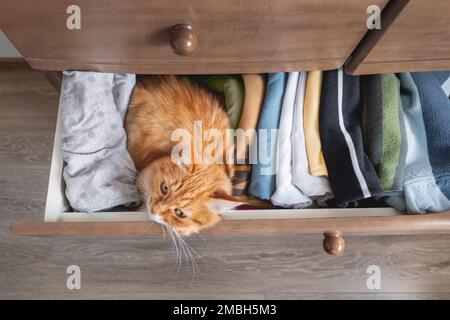 Draufsicht auf Ingwerkatze, die in der Kommode schläft. Flauschiges Haustier hat eine Ruhepause unter gefalteter Kleidung. Haustier im Schlafzimmer. Stockfoto