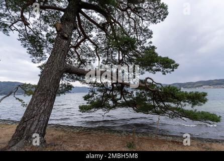 Eine Kiefer im Amanohashidate in der Präfektur Kyoto, Japan, eine der drei malerischen Ausblicke auf Japan. Stockfoto