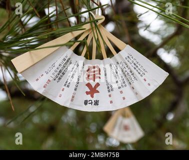 Fächerförmige Omikuji (Schicksale) hängen an einer Kiefer in Chionji, einem buddhistischen Tempel in Amanohashidate, Präfektur Kyoto, Japan. Stockfoto