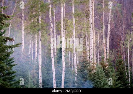 Der Rauch vom Lagerfeuer in der Nähe weht durch einen schönen, zitternden Aspenstand. Dieses Bild wurde in der Nähe von Jasper, Alberta, aufgenommen Stockfoto