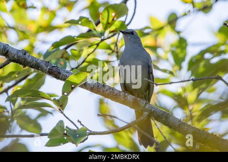 Grauer Katzenvogel auf einem Ast in der Sonne. Stockfoto