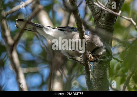 Ein Blauer Jay in einem Baum, der eine Eichel isst. Stockfoto