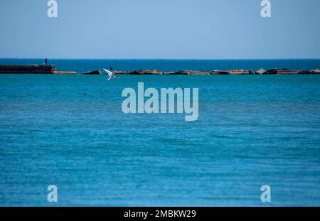 TOLLE SEEN, Illinois. (Juni 16 2022) die Seezunge ist eine vom Aussterben bedrohte Zugvogelart, die sich in Kolonien an Sand- oder Kiesstränden und Inseln nistet. Die Kolonie an der Naval Station Great Lakes ist die einzige noch verbliebene Nistkolonie im Bundesstaat Illinois seit ihrer Ankunft im Jahr 2000. Das NSGL-Umweltministerium und das Illinois-Ministerium für natürliche Ressourcen haben drei schwimmende Nistplattformen gebaut, die im Hafen eingesetzt werden, um zusätzliche Nestlebensräume für die Art zu schaffen. NSGL wurde 1911 eröffnet und ist die größte Ausbildungseinrichtung der Navy und die einzige der Navy Stockfoto