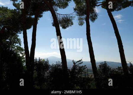Silhouetten hoher Kiefern und Blick auf den fernen Monte Amiata von Monticchiello, Toskana, Italien Stockfoto