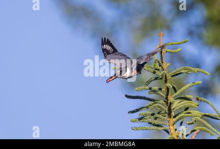 Der Königsfischer mit Gürtel bringt Essen in seine Nestlinge im Norden von Wisconsin. Stockfoto