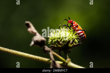 Rote Käfer auf einer grünen Blume im Garten. Makrofotografie. Stockfoto