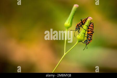 Rote Käfer auf einer grünen Blume im Garten. Makrofotografie. Stockfoto