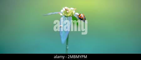 Roter Marienkäfer auf Urlaub und wilde Blume am Morgen, Natur verschwommener Hintergrund. Stockfoto