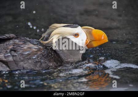 Dies ist ein Nahfoto eines Papageientauchs, der im Wasser schwimmt. Es ist ein Profilfoto. Stockfoto