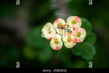 Hornisse oder Wespen auf Euphorbia milii Blumen im Garten, Dornenkrone mit unscharfem grünen Hintergrund, Insekten und Blüten auf Thai Stockfoto