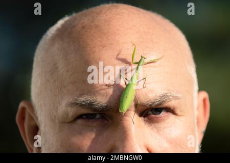 Insektenkonzept. Mantis auf dem Kopf, schließen. Comic und Humor. Überraschte alte Männer mit großer Gottesanbeterin im Gesicht. Lustige Geschichte und Humor. Komische Idee. Stockfoto