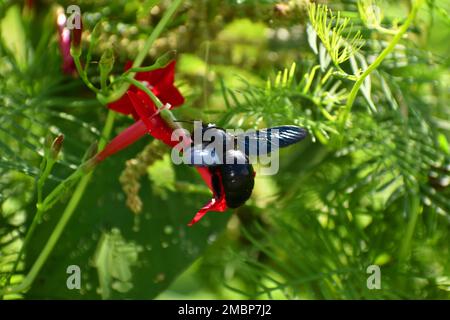 Eine Riesenbiene schwebt neben der roten blume der ipomoea. Java Indonesien. Xylocopa latipes. Stockfoto