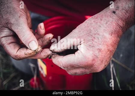 kaukasische Hände, die einen Wurm an einen Haken hängen, um ihn als lebenden Köder zu benutzen Stockfoto