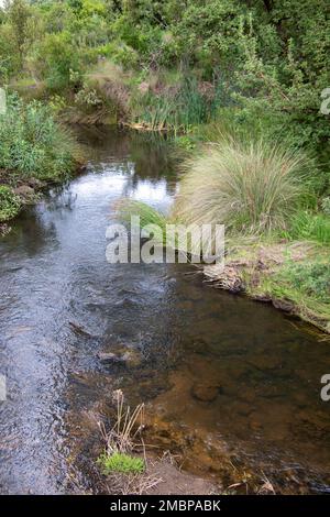 Ein kleiner Bach schlängelt sich durch eine üppig grüne Landschaft Stockfoto