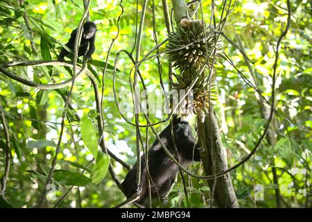 Ein Sulawesi-Schwarzkammmakaken (Macaca nigra) pflückt Liana-Früchte, während ein Säugling im Wald von Tangkoko, North Sulawesi, Indonesien, zusieht. Der endemische Primat von Sulawesi isst Früchte mehr in der Regenzeit als in der Trockenzeit, aber 'Änderungen im Zusammenhang mit den Jahreszeiten werden indirekt die Möglichkeit beeinflussen, dass Macaca nigra mit Endoparasiten infiziert wird', schrieb ein Team von Wissenschaftlern unter der Leitung von Sitti Aisyah May Wulandari (Animal Biosciences Graduate Program, Fachbereich Biologie, Fakultät für Mathematik und Naturwissenschaften, IPB-Universität, Bogor, Indonesien) in ihrer ersten Veröffentlichung im letzten Jahr (2022) Stockfoto