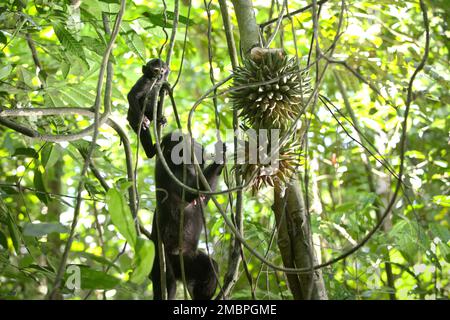 Ein Sulawesi-Schwarzkammmakaken (Macaca nigra) pflückt Liana-Früchte, während ein Säugling im Wald von Tangkoko, North Sulawesi, Indonesien, zusieht. Der endemische Primat von Sulawesi isst Früchte mehr in der Regenzeit als in der Trockenzeit, aber 'Änderungen im Zusammenhang mit den Jahreszeiten werden indirekt die Möglichkeit beeinflussen, dass Macaca nigra mit Endoparasiten infiziert wird', schrieb ein Team von Wissenschaftlern unter der Leitung von Sitti Aisyah May Wulandari (Animal Biosciences Graduate Program, Fachbereich Biologie, Fakultät für Mathematik und Naturwissenschaften, IPB-Universität, Bogor, Indonesien) in ihrer ersten Veröffentlichung im letzten Jahr (2022) Stockfoto