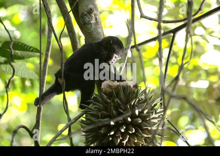Ein Säugling von Sulawesi-Schwarzkammmakaken (Macaca nigra) pflückt im Wald von Tangkoko, North Sulawesi, Indonesien, Liana-Früchte. Die Entwöhnungsphase eines makaken Säuglings – im Alter von 5 Monaten bis zum Alter von 1 Jahren – ist die früheste Lebensphase, in der die Säuglingssterblichkeit am höchsten ist. Primate Wissenschaftler des Macaca Nigra Project beobachteten, dass '17 der 78 Säuglinge (22%) im ersten Lebensjahr verschwanden. Acht dieser 17 Toten wurden mit großen Stichwunden gefunden. Stockfoto