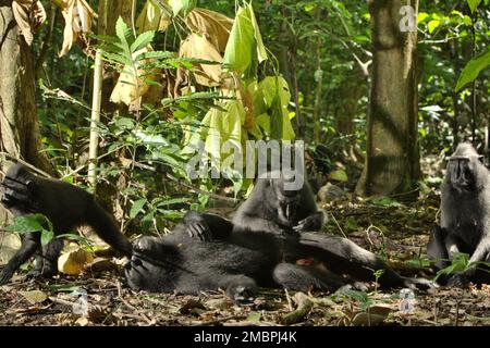 Eine männliche Person aus Sulawesi-Schwarzkammmakaken (Macaca nigra) wird von einer anderen Person gepflegt, da sie auf dem Waldboden im Tangkoko-Wald, Nord-Sulawesi, Indonesien liegt. Ein männliches Individuum dieser Spezies hat einen Persönlichkeitsfaktor der „Koziabilität“, der sich nach einem von Christof Neumann geleiteten Wissenschaftlerteam in einer wissenschaftlichen Arbeit, die im August 2013 veröffentlicht wurde, an seiner „hohen Rate an Körperpflege, einer hohen Anzahl an weiblichen Nachbarn und einem vielfältigen Netzwerk“ erkennen lässt. Männer haben auch den Persönlichkeitsfaktor „Verbundenheit“, der durch ihr „Netzwerk der Nachbarn und Grooming“ identifiziert wird. Stockfoto