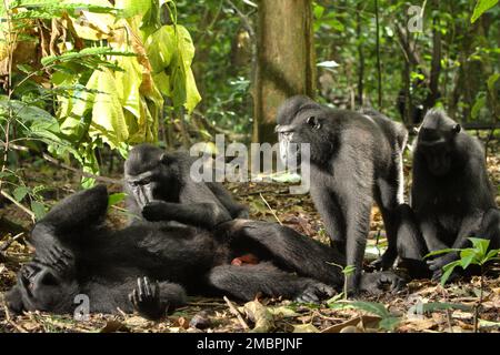 Eine männliche Person aus Sulawesi-Schwarzkammmakaken (Macaca nigra) wird von einer anderen Person gepflegt, da sie auf dem Waldboden im Tangkoko-Wald, Nord-Sulawesi, Indonesien liegt. Ein männliches Individuum dieser Spezies hat einen Persönlichkeitsfaktor der „Koziabilität“, der sich nach einem von Christof Neumann geleiteten Wissenschaftlerteam in einer wissenschaftlichen Arbeit, die im August 2013 veröffentlicht wurde, an seiner „hohen Rate an Körperpflege, einer hohen Anzahl an weiblichen Nachbarn und einem vielfältigen Netzwerk“ erkennen lässt. Männer haben auch den Persönlichkeitsfaktor „Verbundenheit“, der durch ihr „Netzwerk der Nachbarn und Grooming“ identifiziert wird. Stockfoto