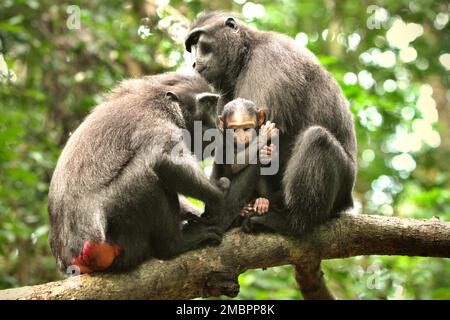 Erwachsene weibliche Tiere von Sulawesi-Schwarzkammmakaken (Macaca nigra) kümmern sich um einen Säugling im Tangkoko-Wald, Nord-Sulawesi, Indonesien. Die Entwöhnungsphase eines makaken Säuglings – im Alter von 5 Monaten bis zum Alter von 1 Jahren – ist die früheste Lebensphase, in der die Säuglingssterblichkeit am höchsten ist. Primate Wissenschaftler des Macaca Nigra Project beobachteten, dass '17 der 78 Säuglinge (22%) im ersten Lebensjahr verschwanden. Acht dieser 17 Toten wurden mit großen Stichwunden gefunden. Stockfoto