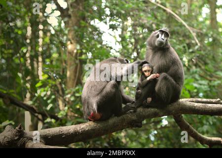 Erwachsene weibliche Tiere von Sulawesi-Schwarzkammmakaken (Macaca nigra) kümmern sich um einen Säugling im Tangkoko-Wald, Nord-Sulawesi, Indonesien. Die Entwöhnungsphase eines makaken Säuglings – im Alter von 5 Monaten bis zum Alter von 1 Jahren – ist die früheste Lebensphase, in der die Säuglingssterblichkeit am höchsten ist. Primate Wissenschaftler des Macaca Nigra Project beobachteten, dass '17 der 78 Säuglinge (22%) im ersten Lebensjahr verschwanden. Acht dieser 17 Toten wurden mit großen Stichwunden gefunden. Stockfoto