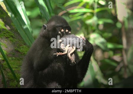 Ein junger Mensch aus Sulawesi-Schwarzkammmakaken (Macaca nigra) hält einen Frosch in der Hand, den er im Naturschutzgebiet Tangkoko, Nord-Sulawesi, Indonesien, gefangen hat. Timothy O'Brien und Margaret Kinnaird – Wissenschaftler der Primaten – haben beobachtet und berichtet, dass es zu Raubtieren auf Frosch sowie auf Fledermaus, Fliegenschnäffchen, Waldgecko und Eiern von rotem Dschungelhuhn kommt. Stockfoto