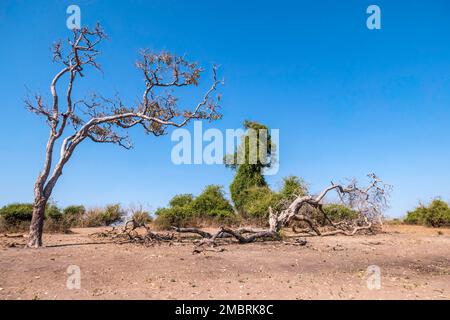 Winterlandschaft im Chobe-Nationalpark in Botswana. Bäume ohne Laub und trockenes Gras Stockfoto