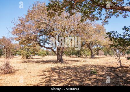 Winterlandschaft im Chobe-Nationalpark in Botswana. Bäume ohne Laub und trockenes Gras Stockfoto