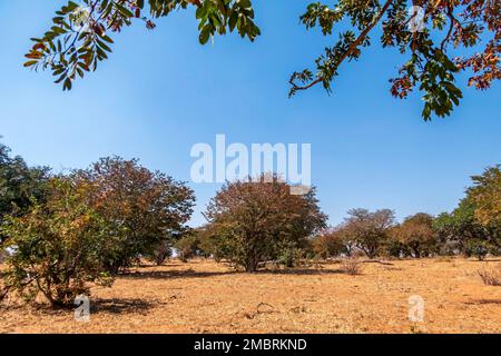 Winterlandschaft im Chobe-Nationalpark in Botswana. Bäume ohne Laub und trockenes Gras Stockfoto