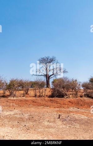 Winterlandschaft im Chobe-Nationalpark in Botswana. Bäume ohne Laub und trockenes Gras Stockfoto