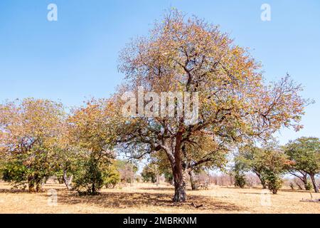 Winterlandschaft im Chobe-Nationalpark in Botswana. Bäume ohne Laub und trockenes Gras Stockfoto