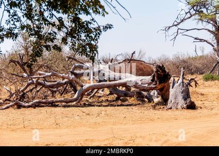 Winterlandschaft im Chobe-Nationalpark in Botswana. Bäume ohne Laub und trockenes Gras Stockfoto