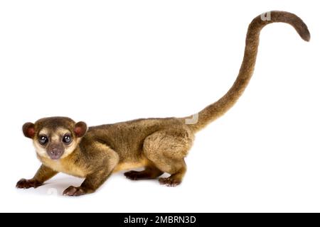 Kinkajou, auch Honigbär (Potos flavus) genannt Stockfoto