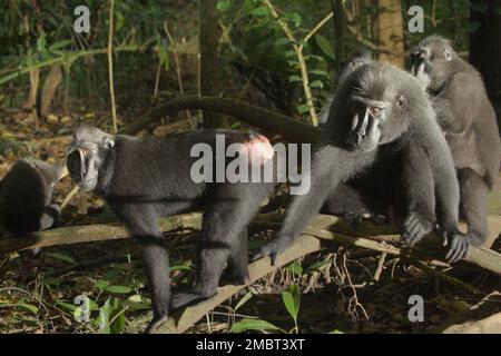 Eine Gruppe von Sulawesi-Schwarzkammmakaken (Macaca nigra) im Tangkoko-Wald, Nord-Sulawesi, Indonesien. Ein männliches Individuum dieser Spezies hat einen Persönlichkeitsfaktor der „Koziabilität“, der sich nach einem von Christof Neumann geleiteten Wissenschaftlerteam in einer wissenschaftlichen Arbeit, die im August 2013 veröffentlicht wurde, an seiner „hohen Rate an Körperpflege, einer hohen Anzahl an weiblichen Nachbarn und einem vielfältigen Netzwerk“ erkennen lässt. Männer haben auch den Persönlichkeitsfaktor „Verbundenheit“, der sich durch ihr „Netzwerk für entgegengesetzte Nachbarn und Körperpflege, räumliche Position im Kern der Gruppe“, fügten sie hinzu. Stockfoto