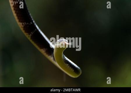Eine gewöhnliche Krait, eine giftige Schlange, die während einer Rettungsaktion in einem Dorf bei Agumbe in die Wildnis freigelassen wird Stockfoto