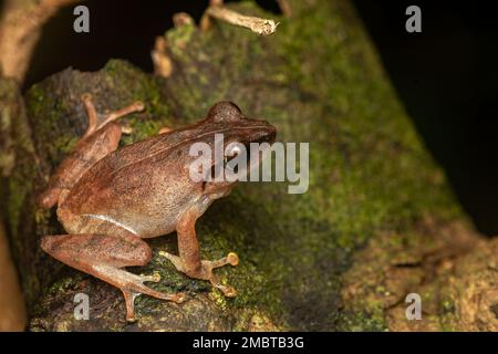 Ein indischer Baumfrosch wurde im Dschungel von Agumbe bei einem nächtlichen Spaziergang an einem regnerischen Abend gefunden Stockfoto