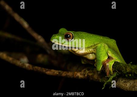 Ein gleitender malabar-Frosch, der an einem regnerischen Tag im Agumbe-Wald auf einem Blatt ruht. Stockfoto