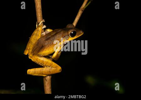 Ein indischer Baumfrosch wurde im Dschungel von Agumbe bei einem nächtlichen Spaziergang an einem regnerischen Abend gefunden Stockfoto