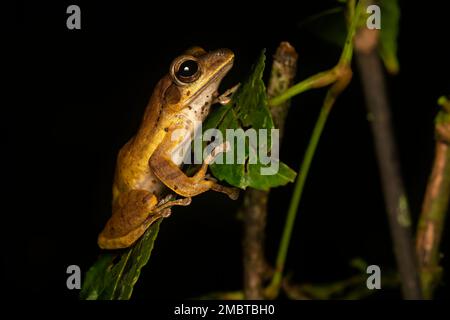 Ein indischer Baumfrosch wurde im Dschungel von Agumbe bei einem nächtlichen Spaziergang an einem regnerischen Abend gefunden Stockfoto