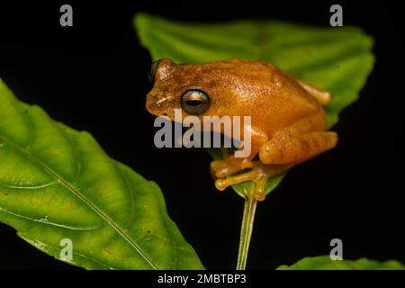 Ein blauäugiger Buschfrosch, der an einem regnerischen Abend auf einem Blatt im Agumbe-Wald ruht. Stockfoto