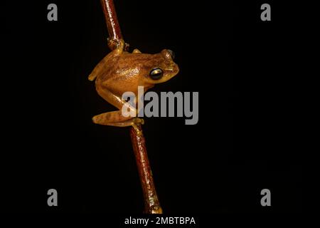 Ein blauäugiger Buschfrosch, der an einem regnerischen Abend auf einem Blatt im Agumbe-Wald ruht. Stockfoto