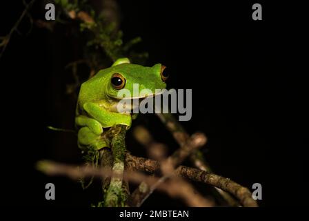 Ein gleitender malabar-Frosch, der an einem regnerischen Tag im Agumbe-Wald auf einem Blatt ruht. Stockfoto