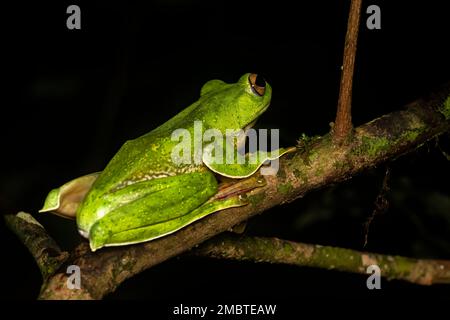 Ein gleitender malabar-Frosch, der an einem regnerischen Tag im Agumbe-Wald auf einem Blatt ruht. Stockfoto