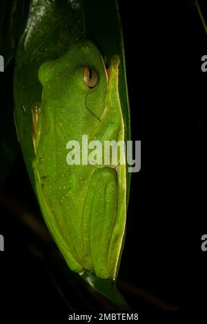 Ein gleitender malabar-Frosch, der an einem regnerischen Tag im Agumbe-Wald auf einem Blatt ruht. Stockfoto