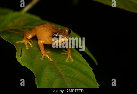 Ein blauäugiger Buschfrosch, der an einem regnerischen Abend auf einem Blatt im Agumbe-Wald ruht. Stockfoto