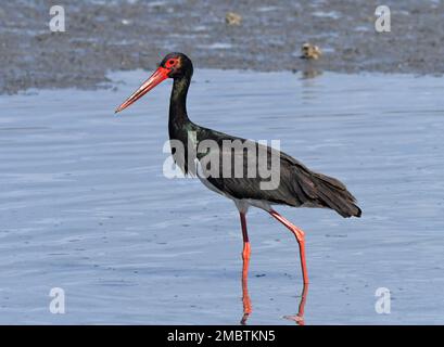 Schwarzstorch, Ciconia nigra Stockfoto