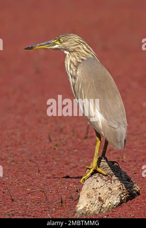 Squacco Heron, Ardeola ralloides in Feuchtgebieten, Portrait, Indien Stockfoto