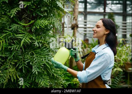 Junge Gärtnerin, die im Gewächshaus Wasser auf Pflanzen spritzt Stockfoto